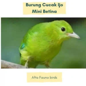 harga cucak ijo mini terendah