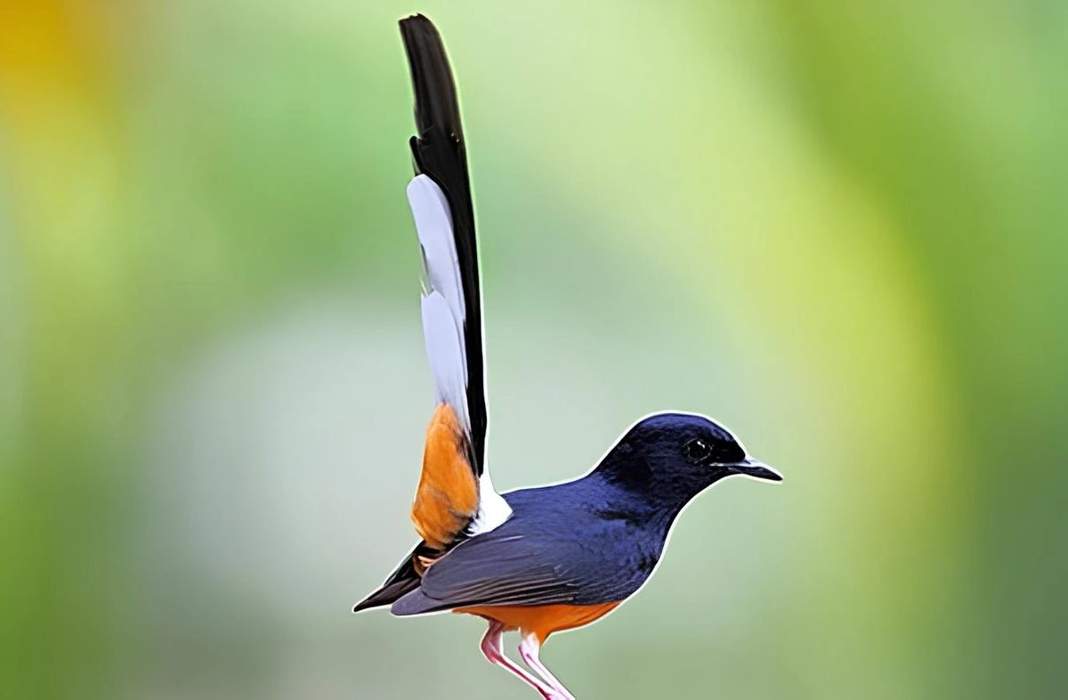 pola ekor murai batu