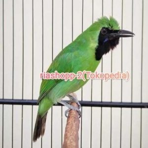 harga cucak ijo mini tertinggi