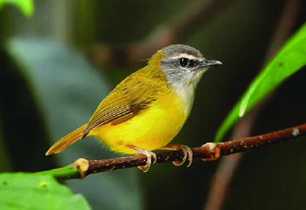 burung ciblek kuning (cikun)