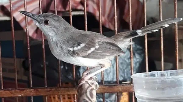 burung ciblek gunung (ciblek kristal)