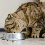 makanan kucing yang bagus untuk bulu dan gemuk
