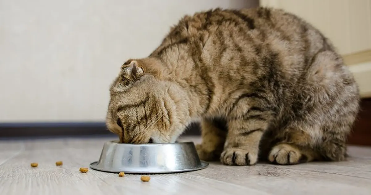 makanan kucing yang bagus untuk bulu dan gemuk