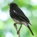 burung decu