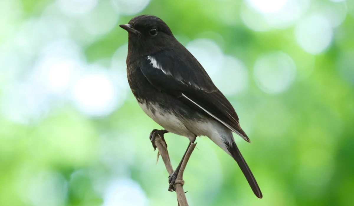 burung decu