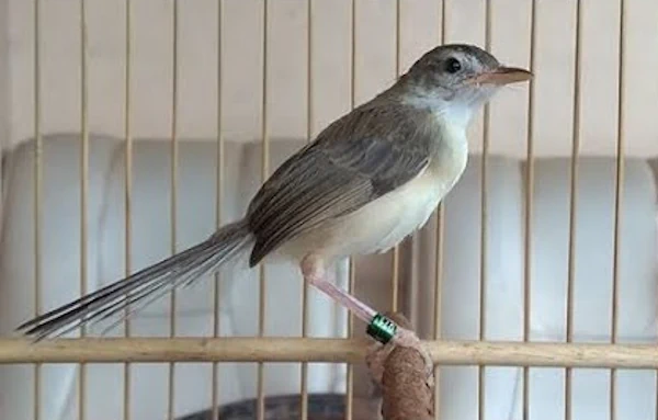 Burung ciblek sawah (ciblek semi)